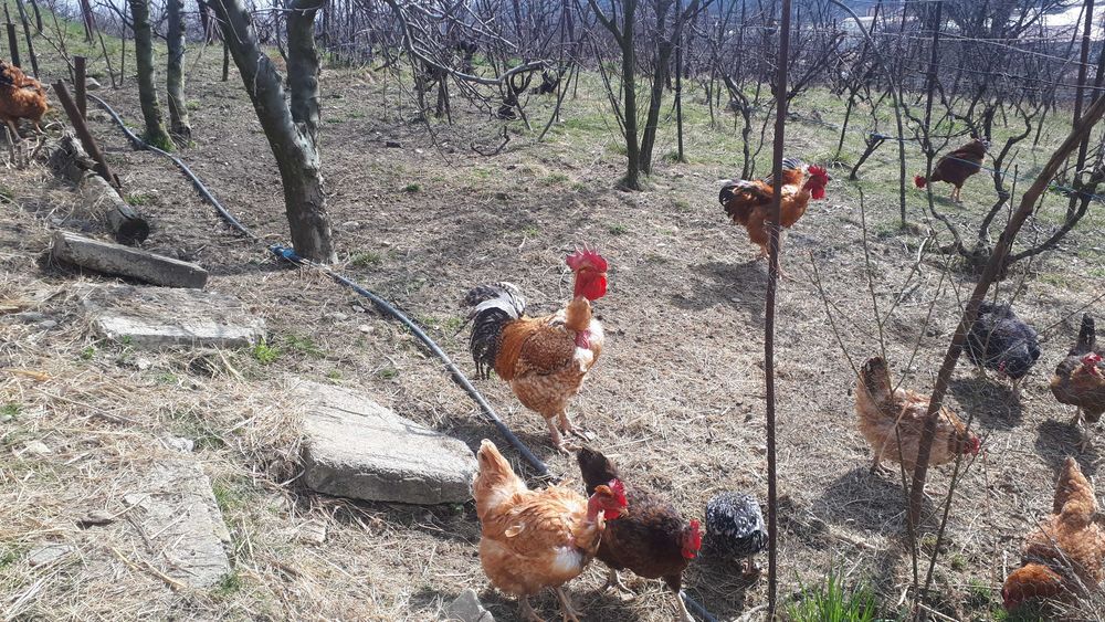 Cocosi si gaini de vanzare