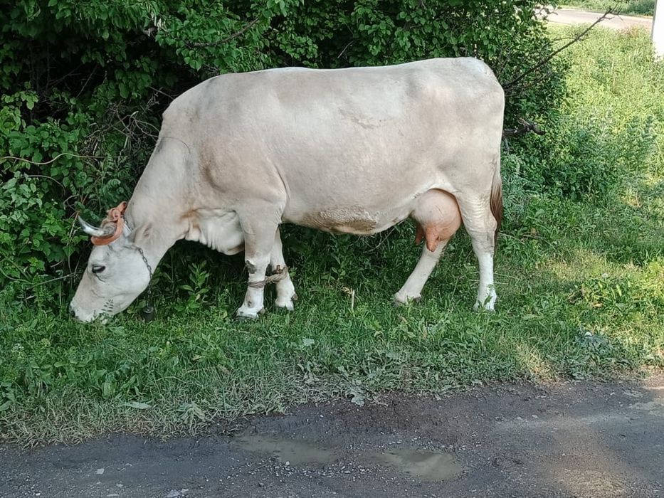 Продам коров , Тургень