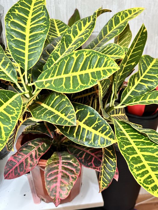 Комнатные растения
