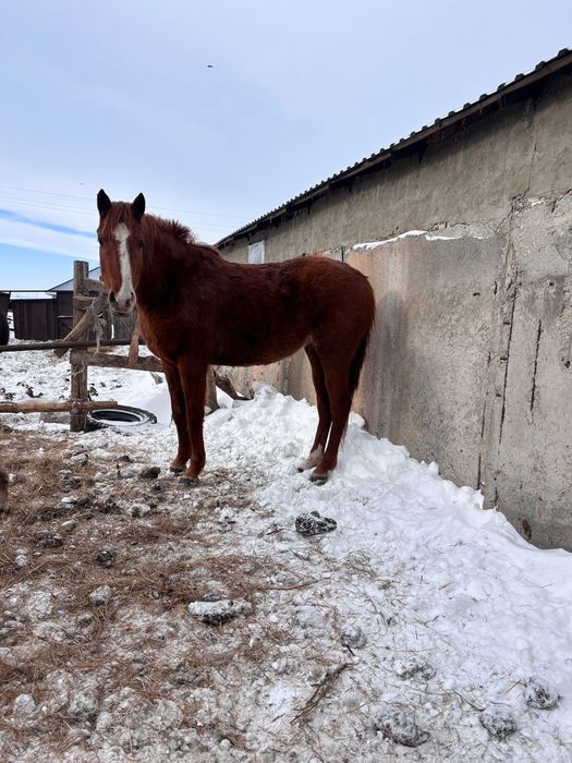 Породист  жылқы сатам
