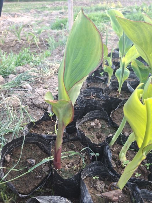 Цветы --   Канны