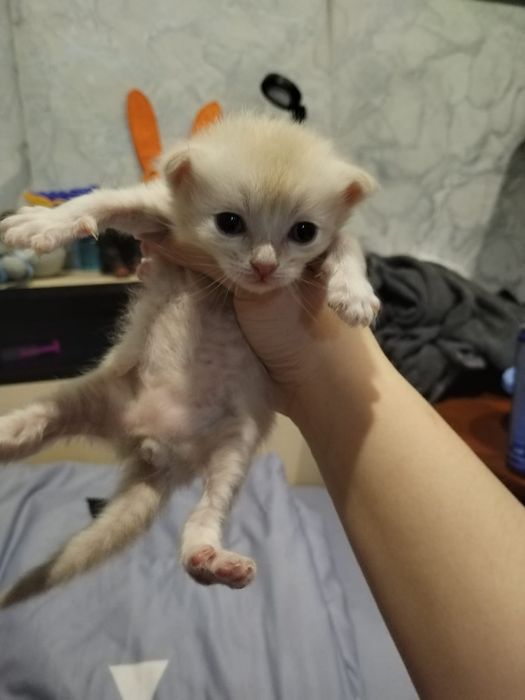 Отдам котят , 4 апреля будет месяц