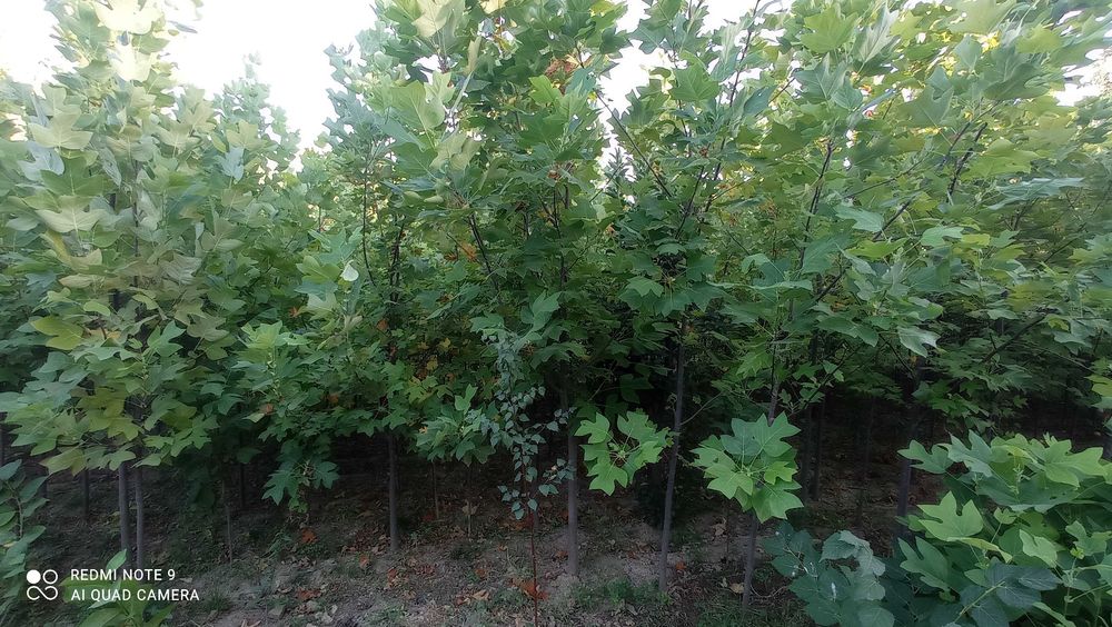 Манзаралар дарахт ва арчалар