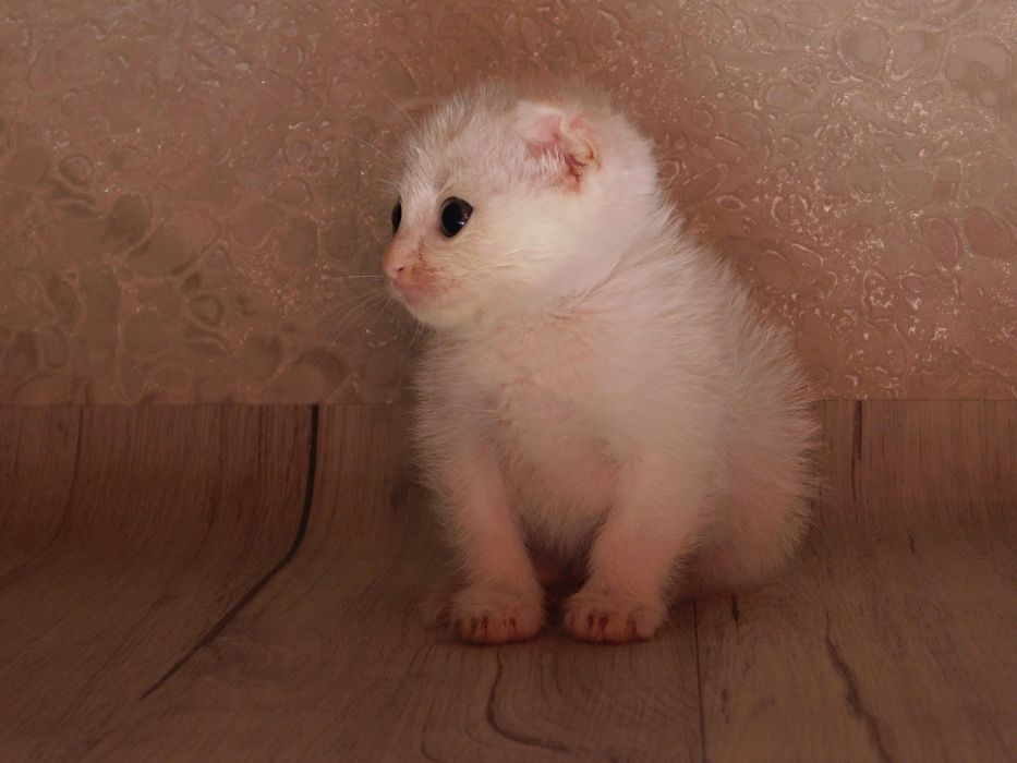 Весдоухая белая кошка