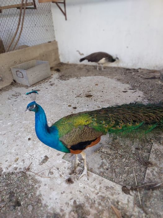 Павлины  продам...