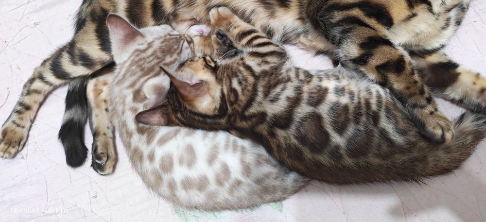 Бенгальские котята редкого окраса