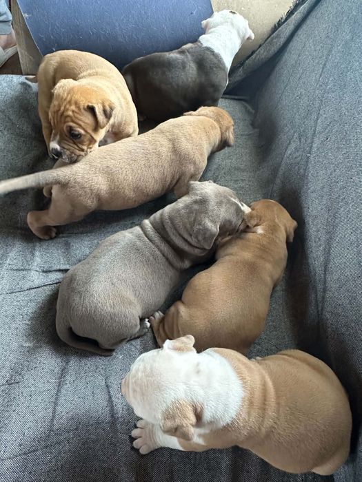 кученца Pitbull American Bully