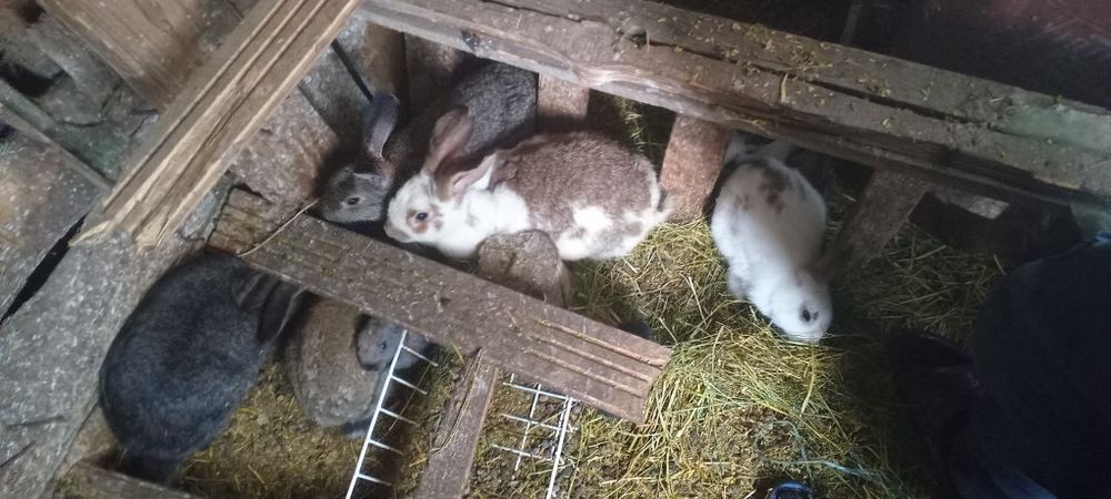 Dau iepuri uriasul german pe porumbei