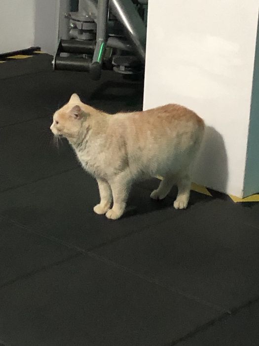 Donez motan foarte iubăreț