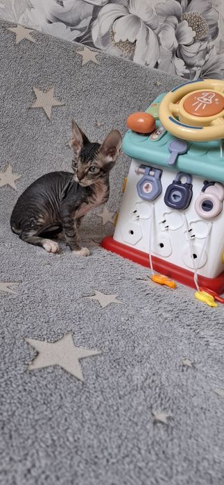 Котята канадского сфинкса