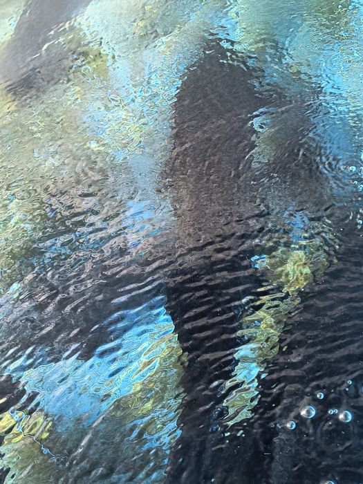 Продается малек осетра