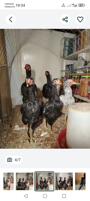 Дакан макиёнлар 3 та ва 5 та жужа  макиён 4 кг тепа тухумда