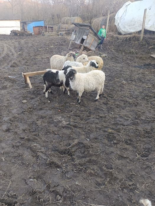 De vânzare 3 noatine breze și 3 oi