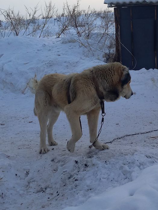 Кабель казахского төбета для вязки