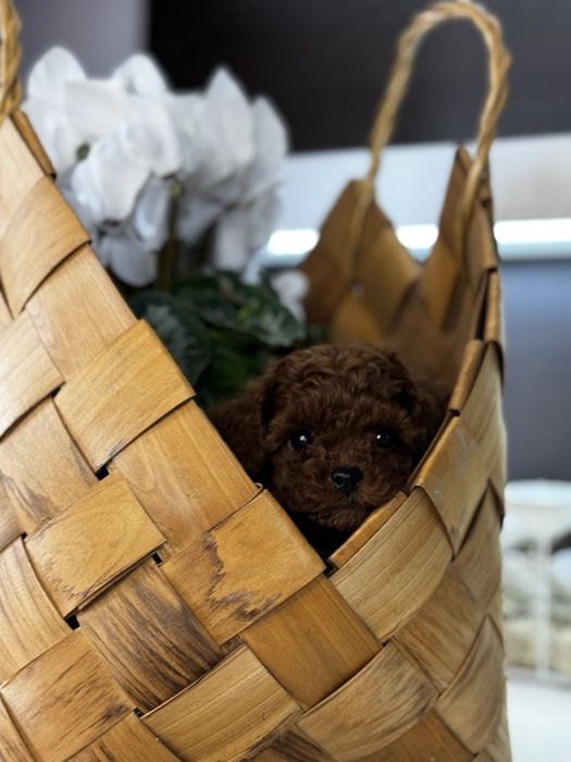 Той Пудел/ Toy Poodle