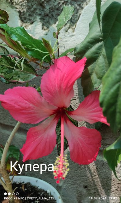 Гибискус, китайская роза.