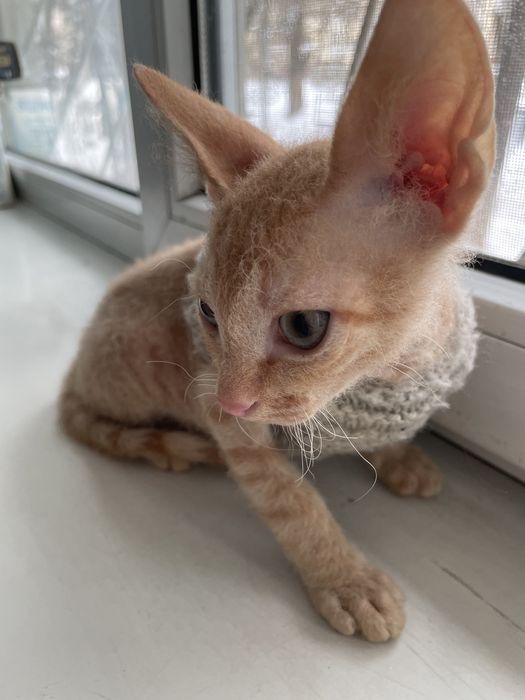 Донской сфинкс мальчик