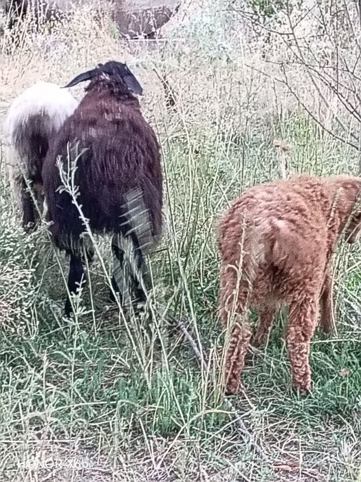 Курдючные бараны, семья и пара гусей.