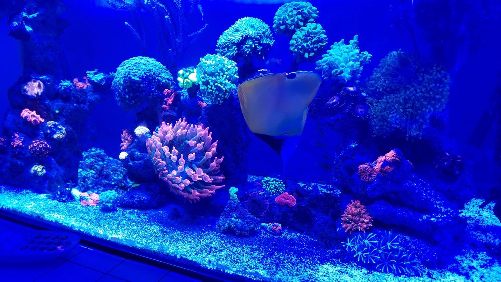 Vand ACVARIU de  Apa Sarata (RECIF-Cca 30 specii de corali)