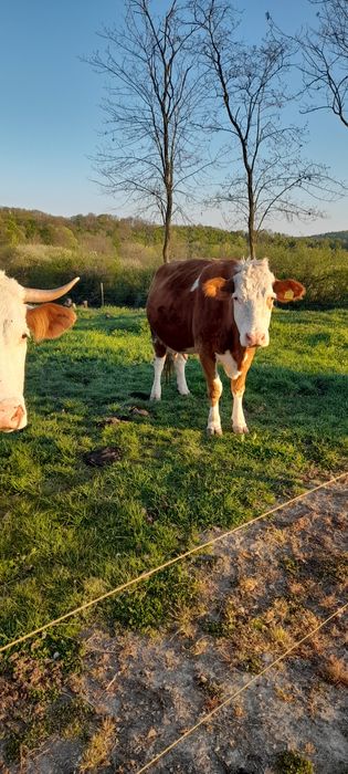 Vacă bălțată romînească  fătată, a treia oară.