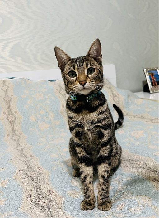 Котята Бенгальские