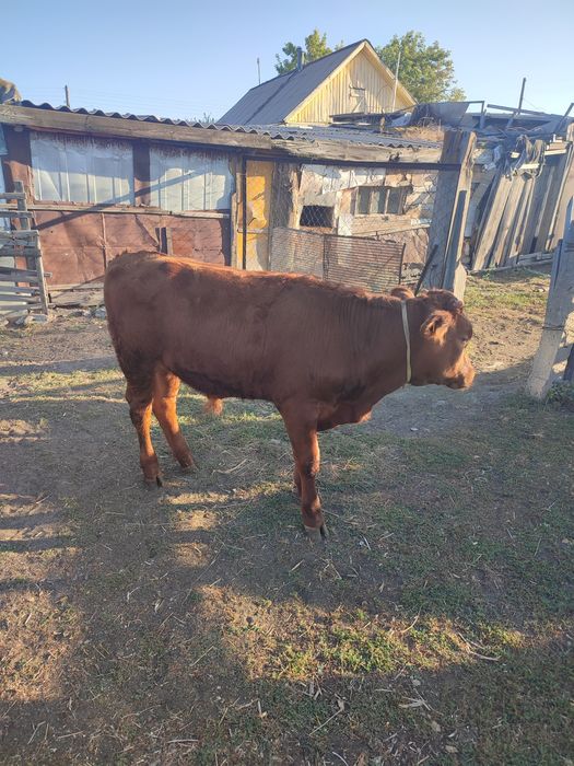 Продам Бычок 7 месяцев