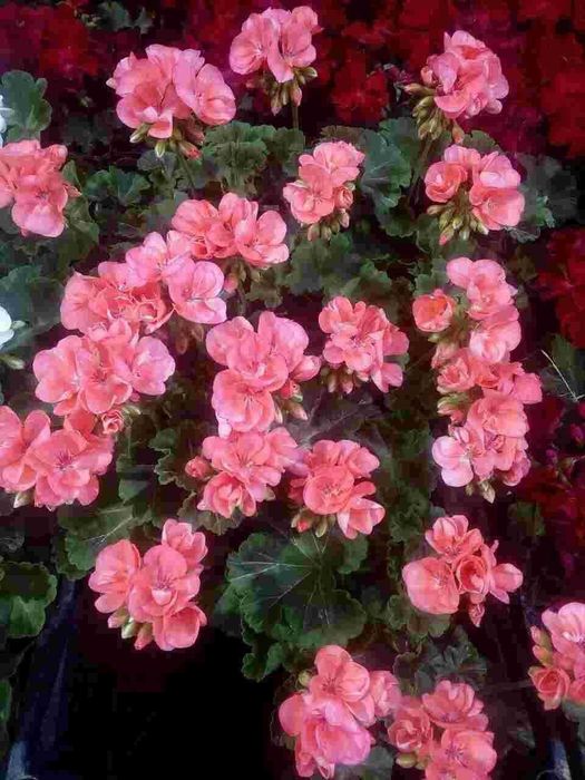 Шамшот - вечнозеленный, Герань (разные цвета), Девичий виноград и т.д.