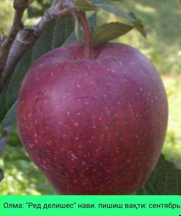 ОЛМА Кучатларини 14 хил сорти бор сортига падвойига кафолат берамиз