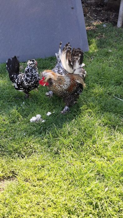 PUI Struma bantam