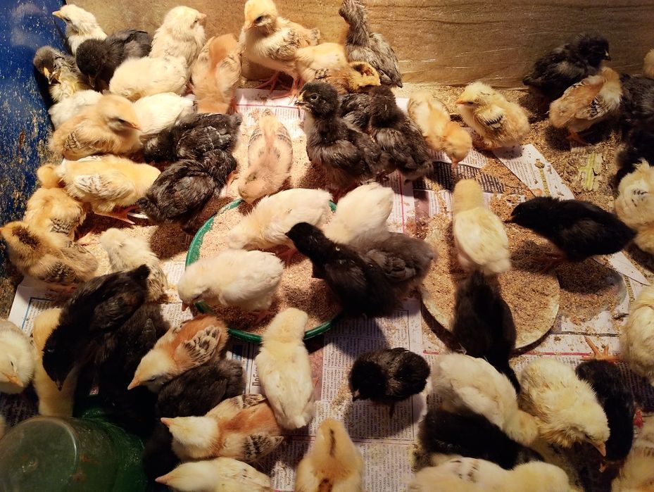 Пиленца на 3 седмици