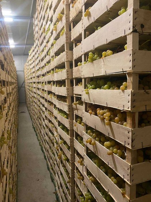 Struguri De Masa – Italia, Victoria, Tamina – Calitate Superioara