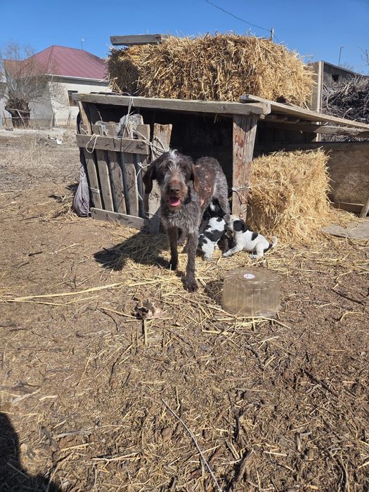 Кушиктер сатылады охотник