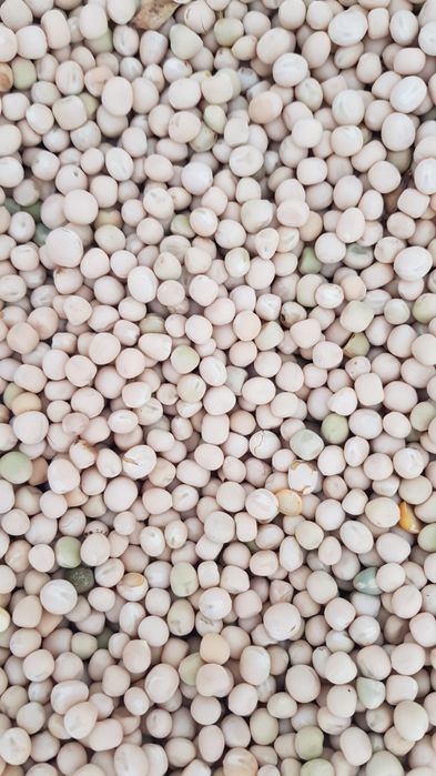 Vând mazăre furajera