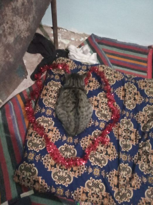 Mushuk ismi momuqvoy