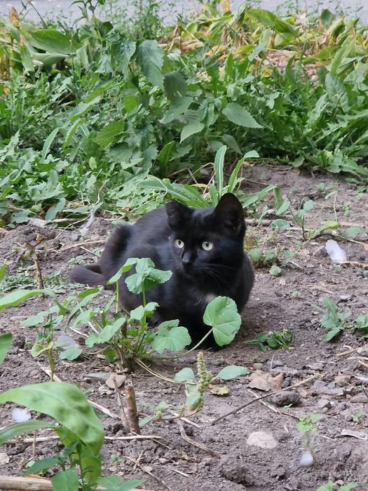 Отдам даром котёнка