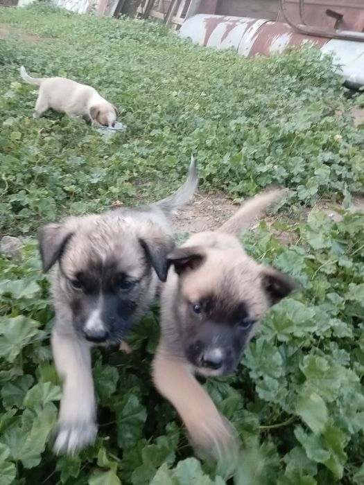 Животные собаки. Продам
