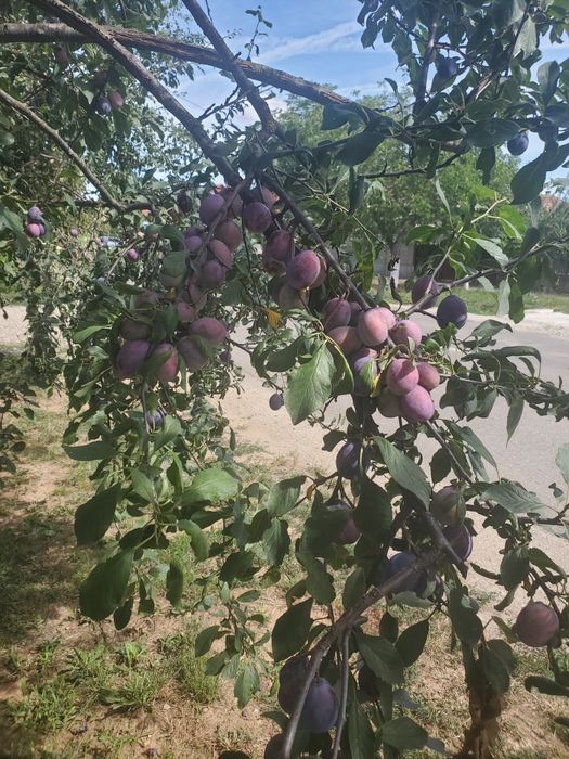 Prune pentru țuică