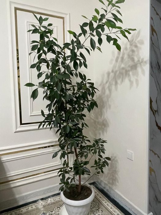 цветы домашние