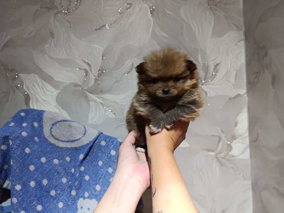 Очаровательные щенки шпица.