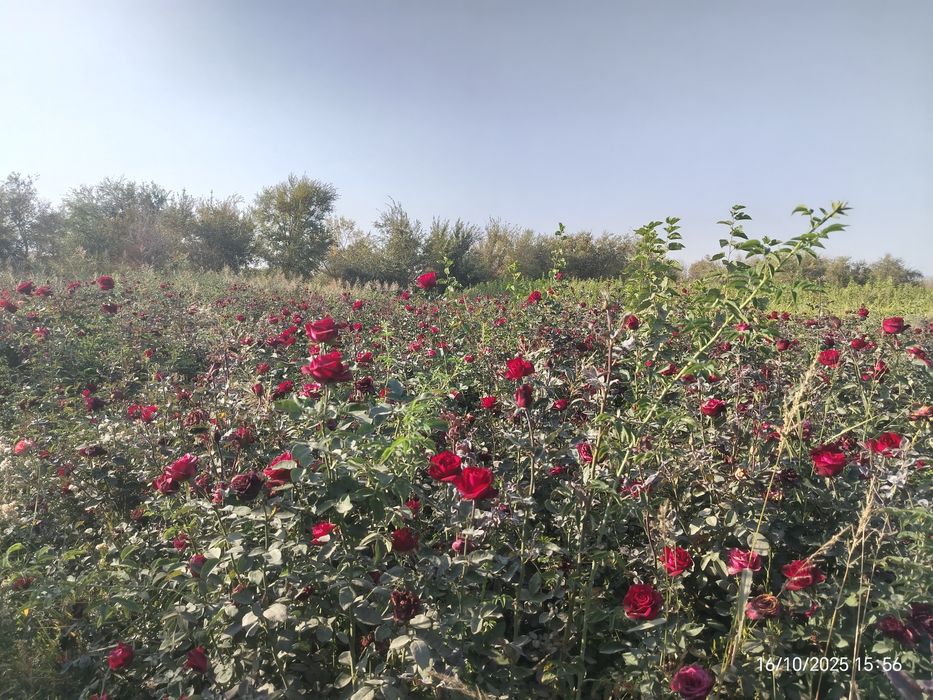 Mevali va manzarali kuchatlar optim narxda