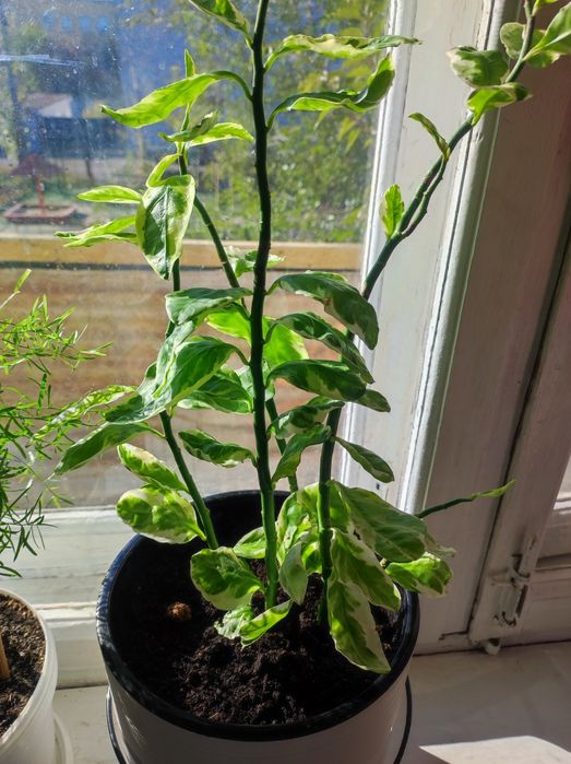 Комнатные цветы по договоренности