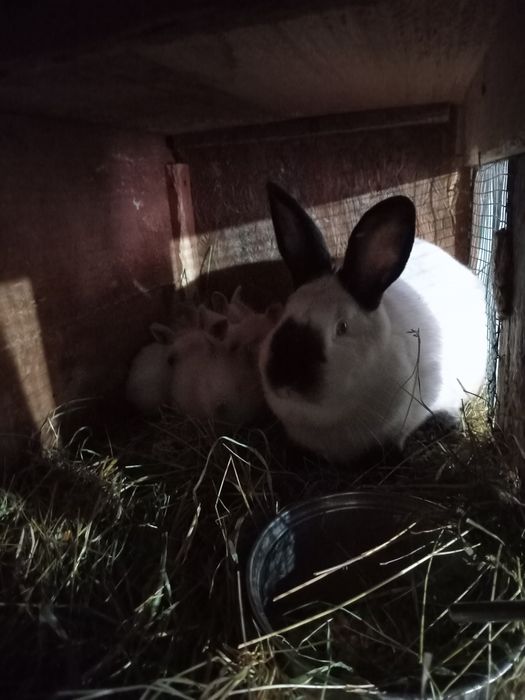 Vând iepuri Californieni