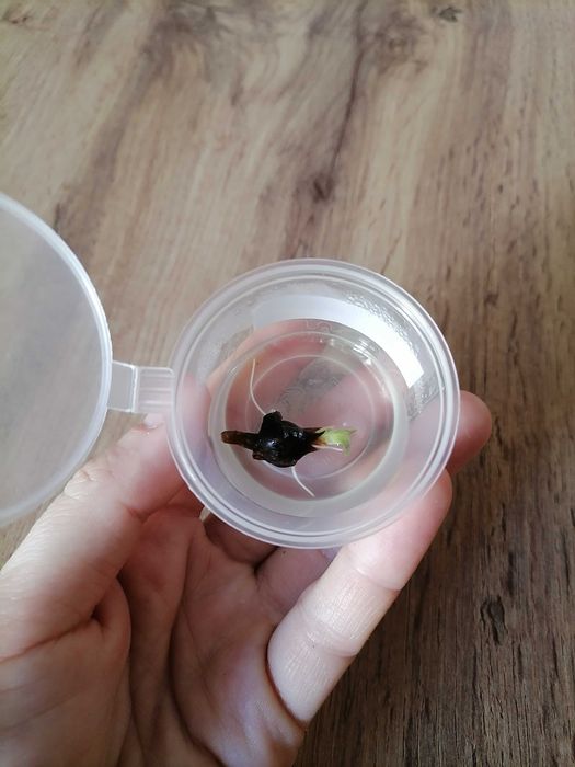 Клубни и детки алоказий