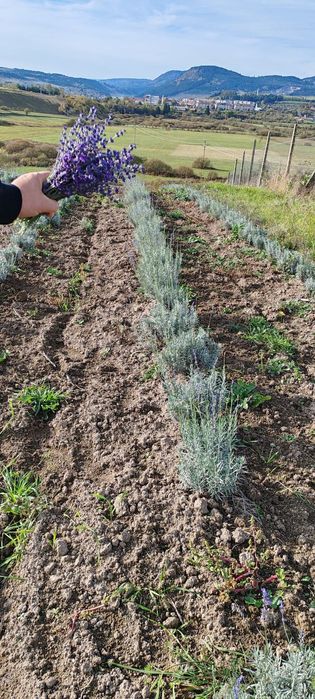 Butași de Lavadă  Sevtopolis Anul 3 Butași cu tufă mare de Vânzare