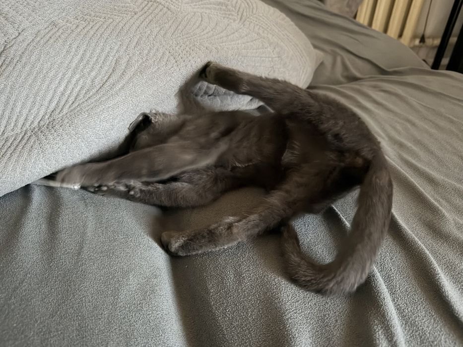 Котенок, 4 месяца, девочка