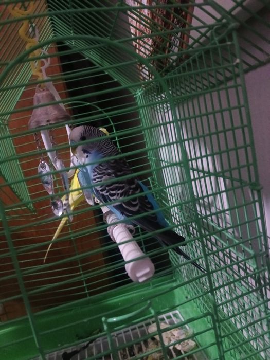 Попугай сатылады сеткасымен бирге