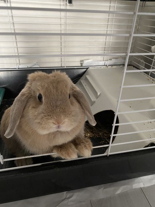 Продам кролика минилоп вислоухий