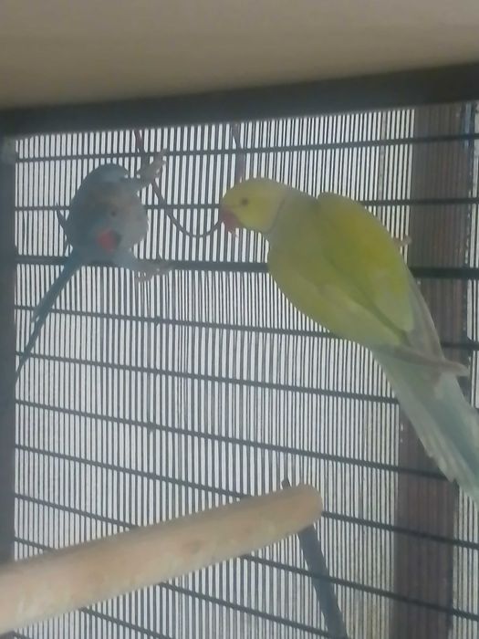 Papagali Micu Alexandru