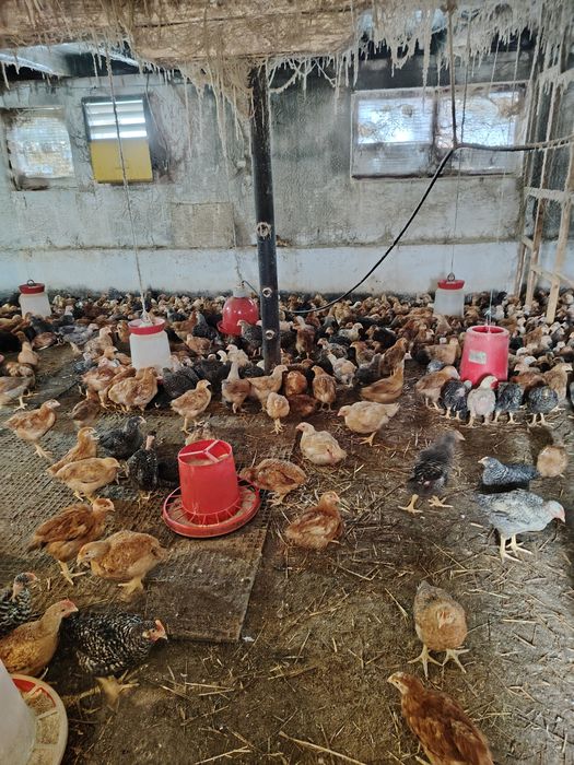 Pui albi de carne și rasa mixta