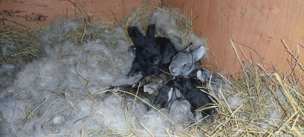 Крольчата кролики